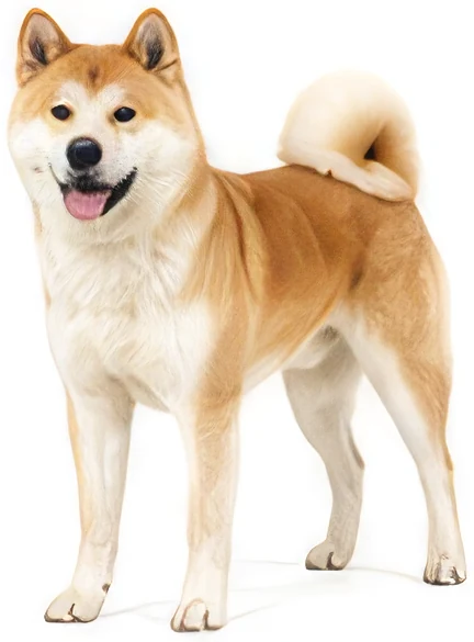 Akita Inu