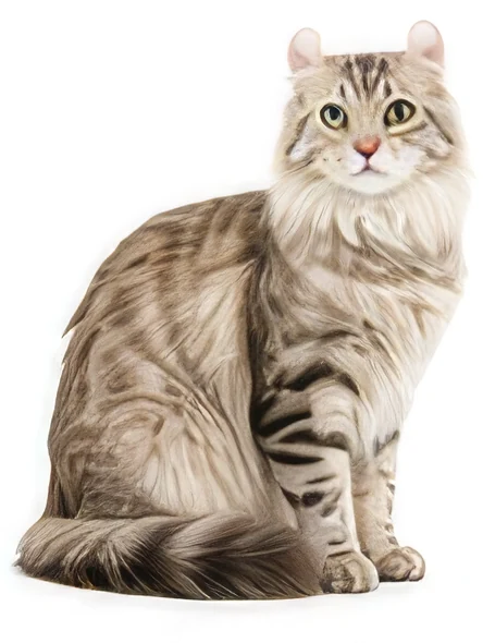 American Curl