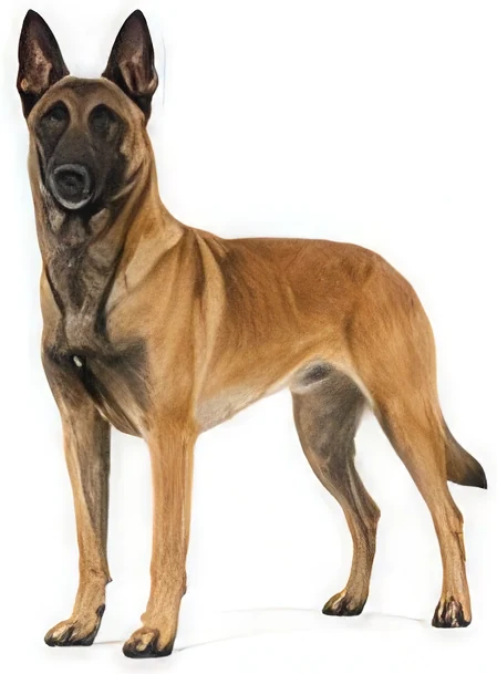 Berger Belge Malinois