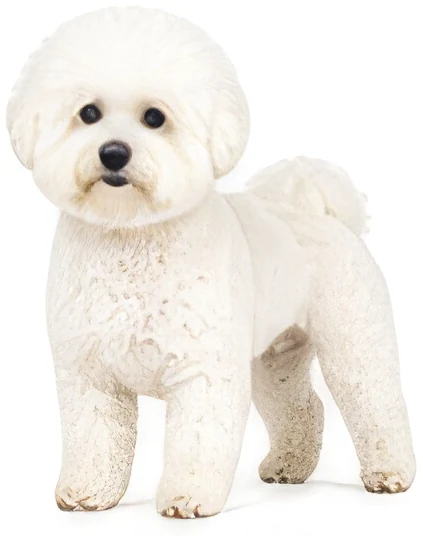 Bichon Frisé