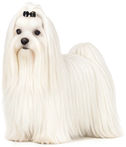 Bichon Maltais