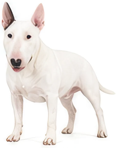 Bull Terrier