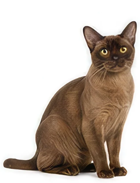 Burmese