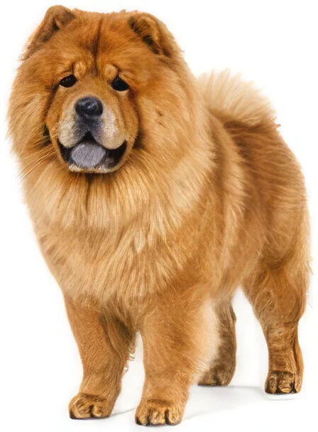 Chow-Chow