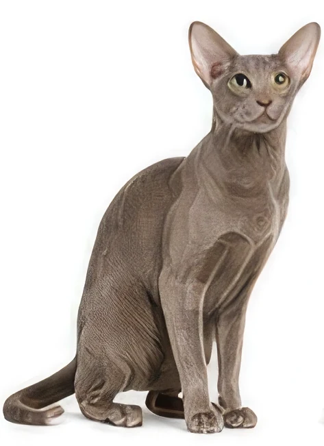 Oriental Shorthair