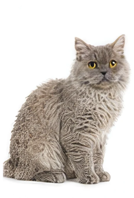 Selkirk Rex