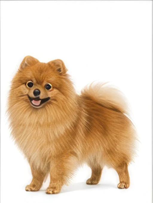 Spitz Nain